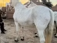 Iapă, Lipizzaner — foto 3