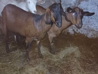 Ziege, Nubian Goat — Foto 2