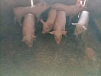 Säue, Schweine — Foto 2