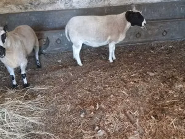 Ram, Dorper sheep