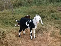 Cabra, Beetal goats — foto 2