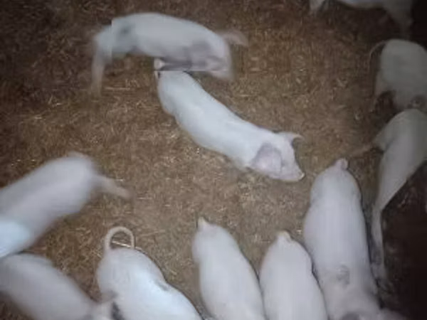 Scroafă, Porci
