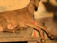 Țap, Alpine goat — foto 6