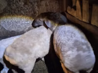 Sheep, Adal sheep — photo 3
