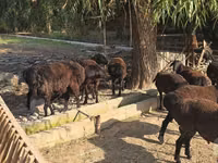 Carneiro, Blackheaded Persian sheep — foto 4