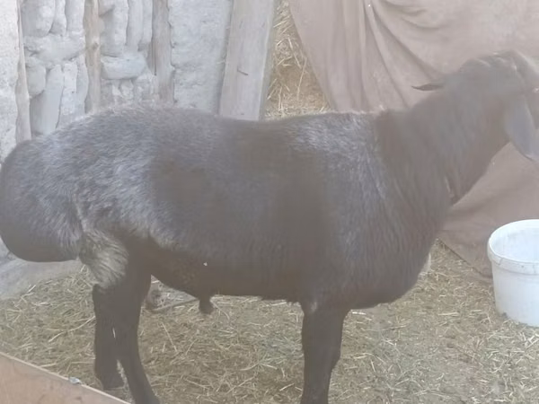 Кочкор, Койлор