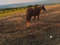 Mare, Horses — photo 5