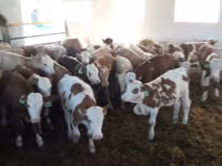 Bulle, Simmental cattle — Foto 3
