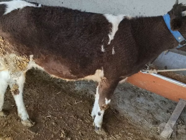 Sigir, Swiss cattle