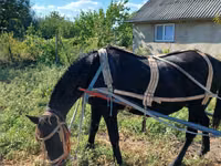 Iapă, Cai — foto 2