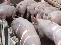 Scroafă, Porci — foto 5