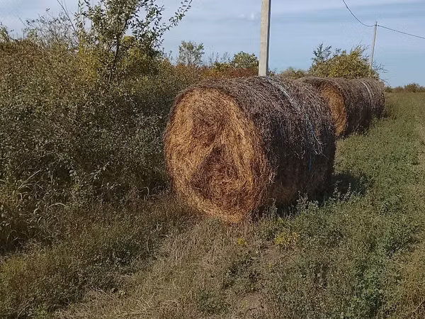 Люцерна