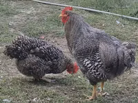 Chickens — Foto 2