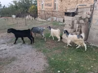 عنزة, الماعز — الصورة 5
