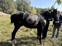 Cavalo, Cavalos — foto 1