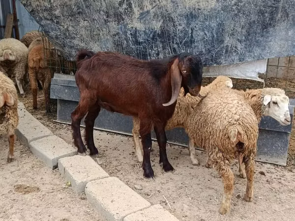 Țap, Damask goat