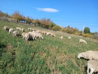 Oveja, Ovejas — foto 3