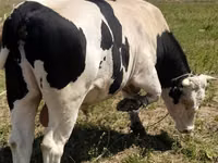 Bou, Russian Black pied cattle — foto 5
