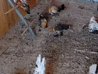 Bantam — photo 3