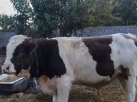公牛, Simmental cattle — 照片 3