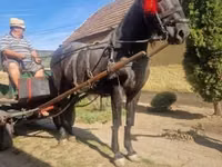 公马, Horses — 照片 6