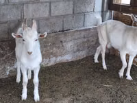 Cabra, Cabras — foto 4