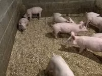 Porci (lot, sex nespecificat) — foto 3