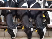 Bovine (lot, sex nespecificat), Simmental cattle — foto 7