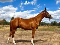 公马, Quarter Horse — 照片 6