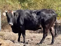 गाय, भूरी कार्पातियन नस्ल — फ़ोटो 3