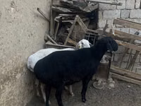 绵羊（批次，未指定性别）, Sheep — 照片 8