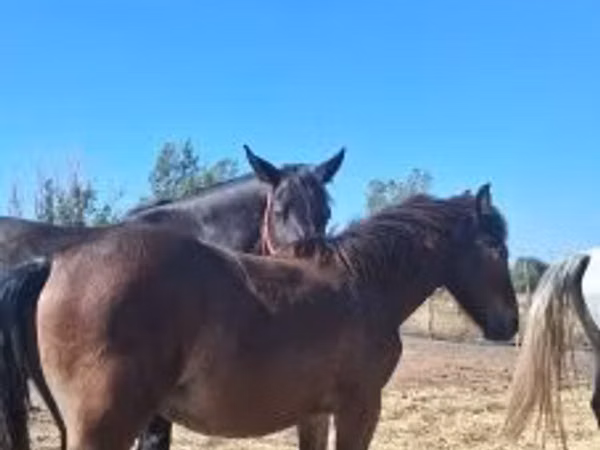 Cavalo, Cavalos
