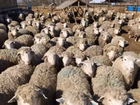 Qoyun, Kuibyshev sheep — foto 6