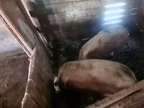 Vier, Porci