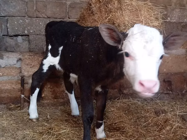 Vaca, Russian Black pied cattle
