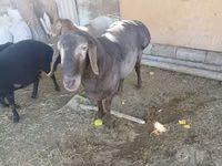 मेढ़ा, भेड़ — फ़ोटो 8