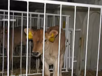 सांड, गैलोवे गाय — फ़ोटो 8