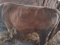 母牛, Simmental cattle — 照片 5