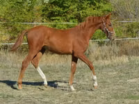 Cavalo, Kisber felver — foto 2