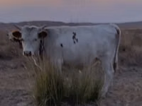 Bull, Kazakh White-headed cow — photo 8