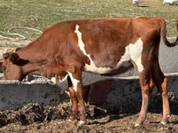 Vacă, Bovine — foto 2