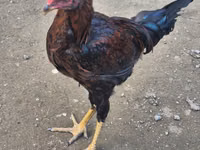 Chickens — foto 2