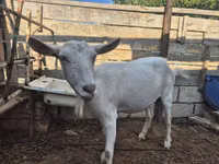 Cabra, Saanen goat — foto 1