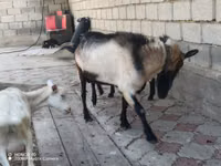 Cabro, Alpine goat — foto 1