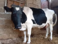 गाय, Russian Black pied cattle — फ़ोटो 1