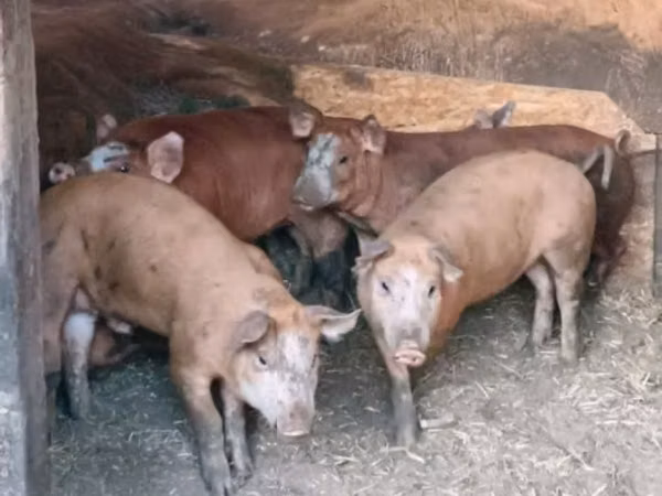 Eber, Schweine