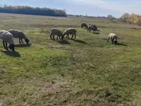 Berbec, White Suffolk sheep — foto 5