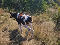Bulle, Simmental cattle — Foto 2