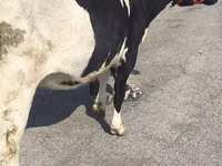 بقرة, Russian Black pied cattle — الصورة 5