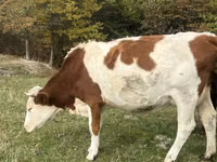 بقرة, Simmental cattle — الصورة 3